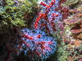 Red coral in mediterranean sea
