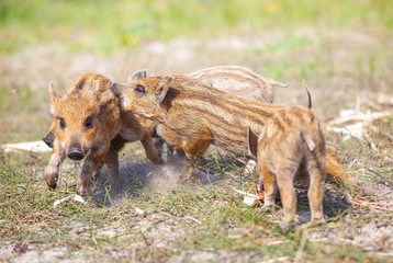 Wall Mural - Wild piglets fighting 