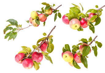 Set ripe apples on a branch isolated on white background