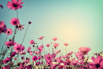 Wall Mural - landscape of cosmos flower field with sunlight blue sky. vintage color tone