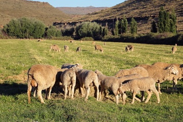 Wall Mural - Merino sheep grazing on lush green pasture in late afternoon light, Karoo region, South Africa.