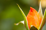 Fototapeta Tulipany - beautiful rose bud macro