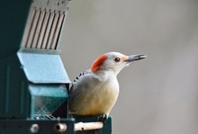 Beautiful Red-Bellied Woodpecker At Feeder In Southern USA