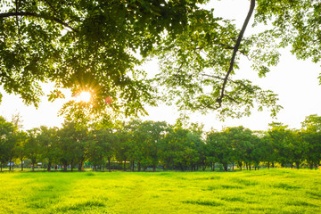 Green grass field in big city park