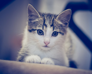 Wall Mural - Small kitten lying on sofa.