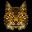 Lynx cat animal low poly design. Triangle vector illustration.