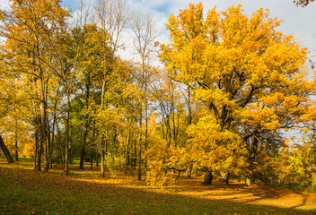  Jesień jasny krajobraz ze złotymi drzewami i spadającymi liśćmi w regionie Sankt Petersburga.