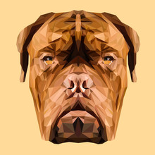 Dogue De Bordeaux French Mastiff Dog Animal Low Poly Design. Triangle Vector Illustration