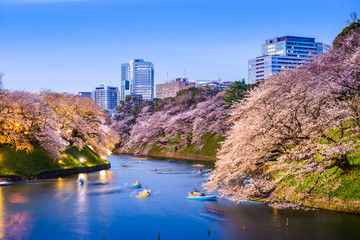 Fototapete - Tokyo Imperial Moat in Spring