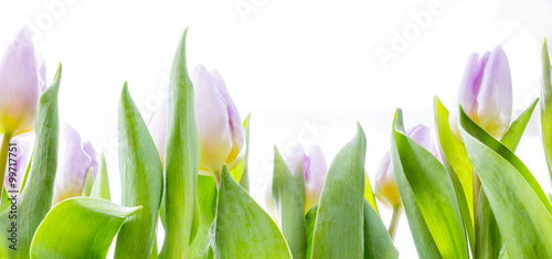 Naklejka - mata magnetyczna na lodówkę Rosa Tulpen vor weißem Hintergrund