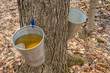 Pail used to collect sap of maple trees to produce maple syrup i