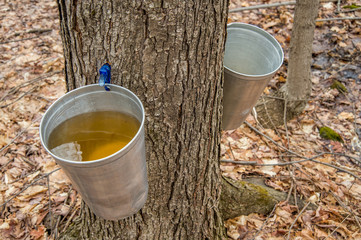 pail used to collect sap of maple trees to produce maple syrup i