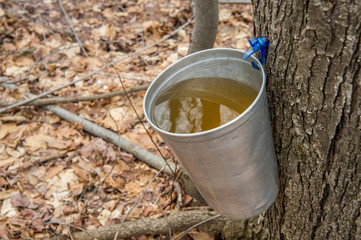 pail used to collect sap of maple trees to produce maple syrup i