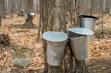Wall Mural - several buckets used to collect sap of maple trees to produce ma