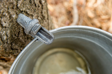Wall Mural - Maple Sap Dripping into a Bucket