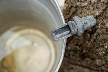 Wall Mural - Maple Sap Dripping into a Bucket