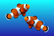 Clown fish on blue background