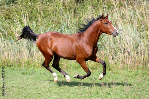 Fotografía Arabian breed horse galloping across a green summer pasture
