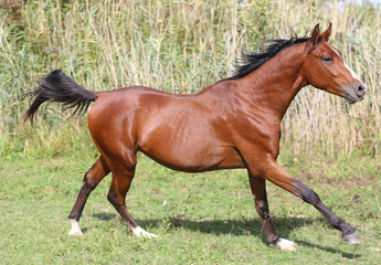 Wall Mural - Arabian breed horse galloping across a green summer pasture