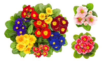 Poster - Primula flowers. Spring primroses blooms