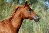 Fototapeta Konie - Side view portrait of a galloping young arabian  stallion on pas