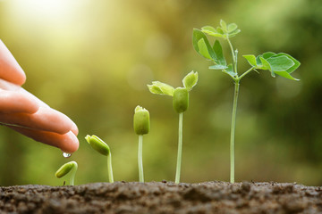 Wall Mural - hand nurturing and watering young baby plants growing in germination sequence on fertile soil with natural green background