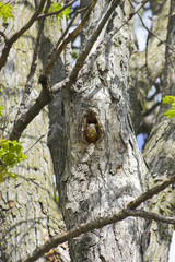 Wall Mural - squirrel in a tree