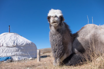 Poster - Bactrian camels