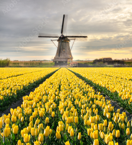 Naklejka nad blat kuchenny Vibrant tulips field with Dutch windmill