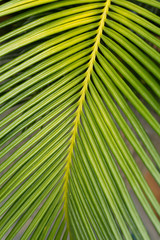 green leaf natural background
