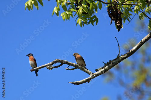 Fotografie, Obraz A male and female Bluebird couple sitting on a branch