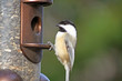 Chickadee at bird feeder filled with seed 