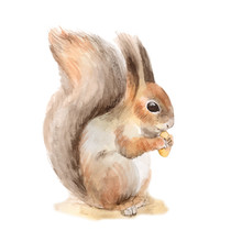 Squirrel With A Nut. Hand Drawn. Watercolor Illustration In Vector.