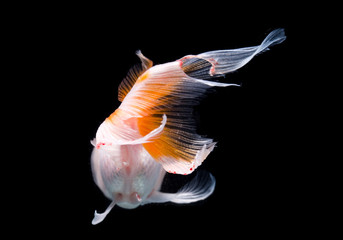 White goldfish with red head on a black background