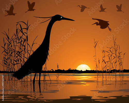 Fotografía Birds in sunset swamp illustration
