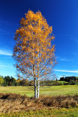 Poster - Birke im Herbst