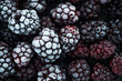 close view on frozen Blackberry fruits