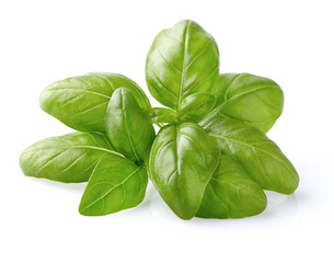 Wall Mural - Basil leaves