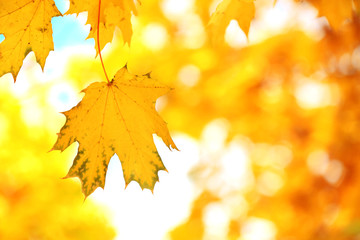 Canvas Print - Golden autumn leaves, close up