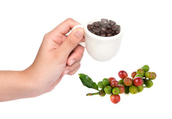 Hand hold cup of coffee beans with coffee berry isolated on whit