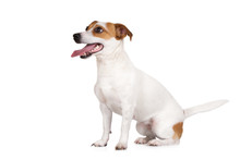 Happy Jack Russell Terrier Dog Sitting On White