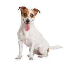Jack Russell Terrier Dog Sitting On White