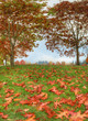 This is a panorama photo of oak trees in autumn colors and many leaves on the grass field. Photo was taken right after raining, there are rain drops on the leaves.