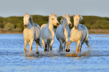 Wall Mural - Herd of White Camargue Horses running on the water .