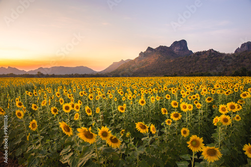 Naklejka - mata magnetyczna na lodówkę Field of blooming sunflowers on a background sunset or twilight time at Lopburi Thailand