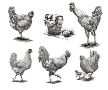 Roosters, Hens And Chickens