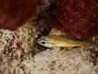 © para827 - Yellow-striped Cardinalfish