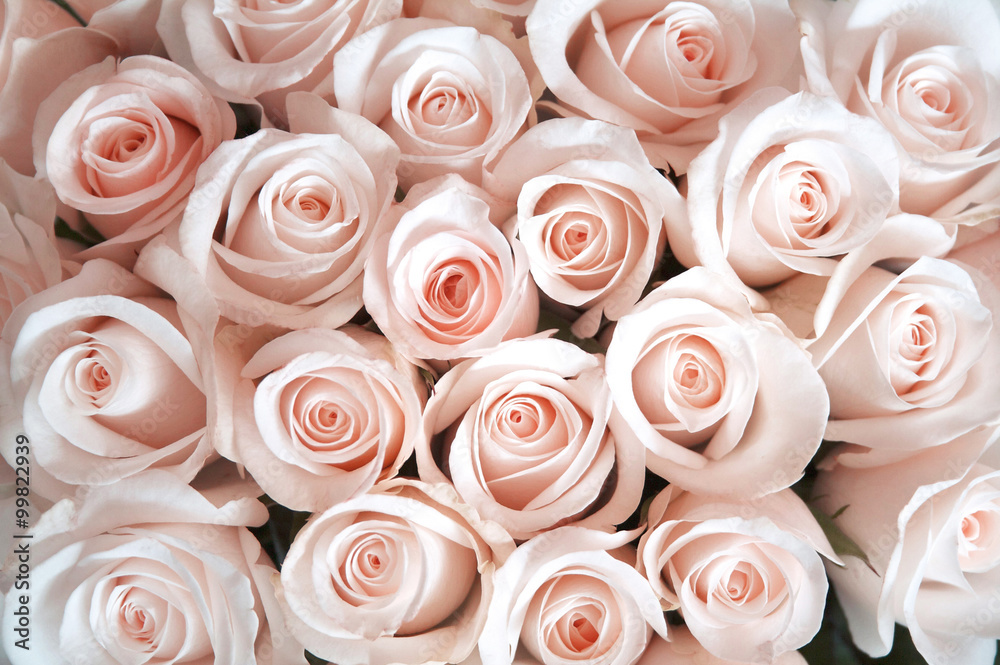 Obraz na płótnie Pink roses as a background w sypialni