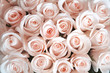 Pink roses as a background