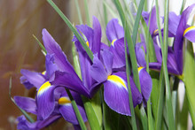 Small Purple Irises